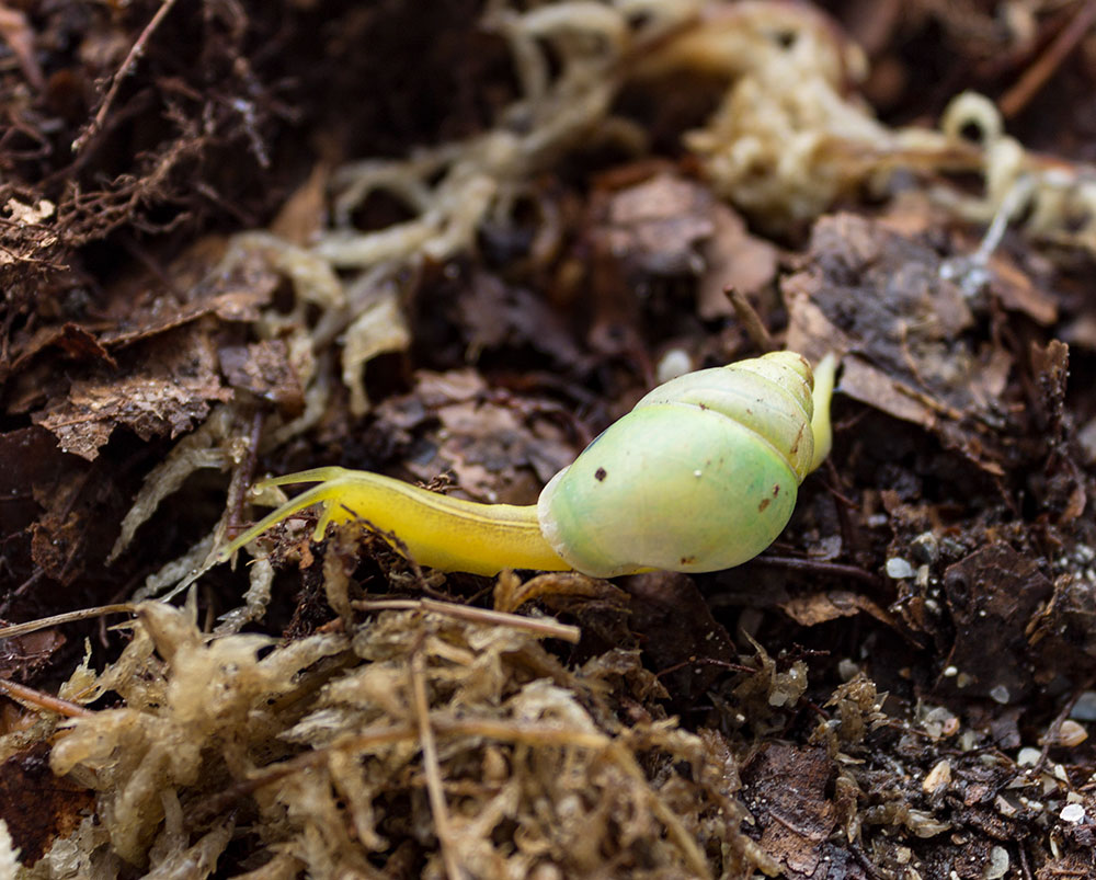 Raubschnecke aus Kenia