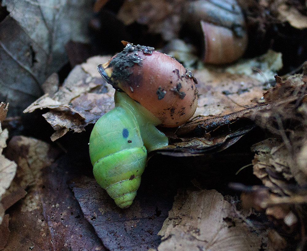 Raubschnecke mit Beute