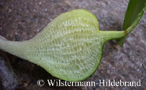 Luftkammern des Schwimmkörpers