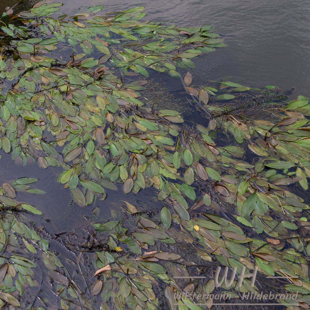 Potamogeton natans, Stuckenia pectinata und Egeria densa