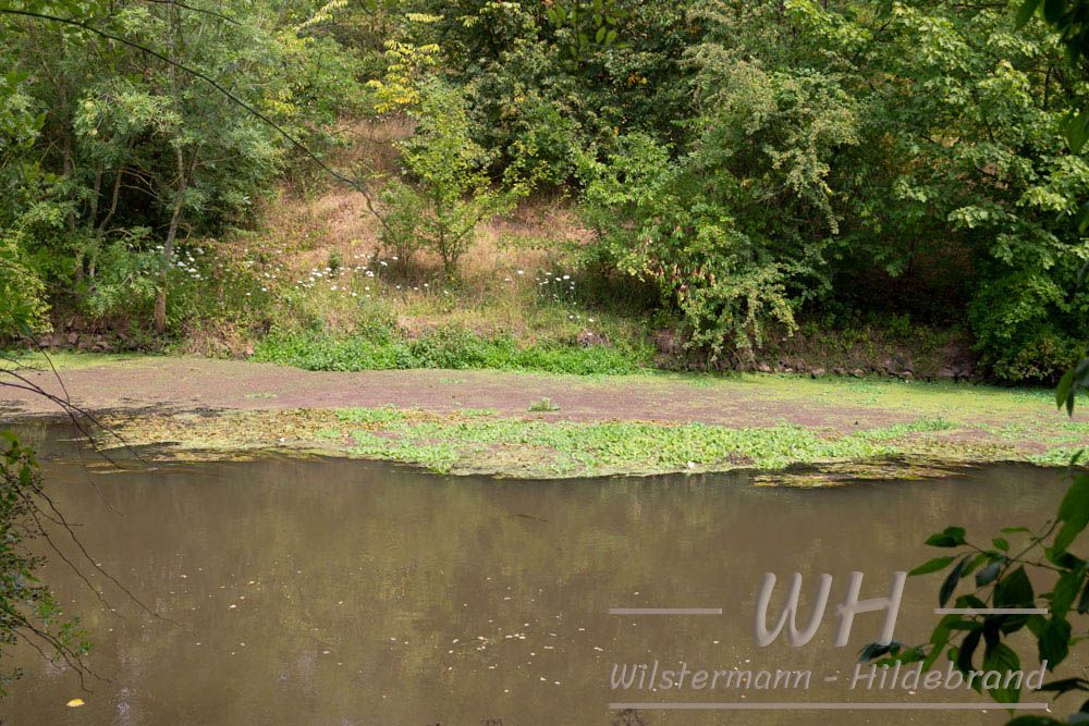 Erft an der Frimmerdorfer Höhe