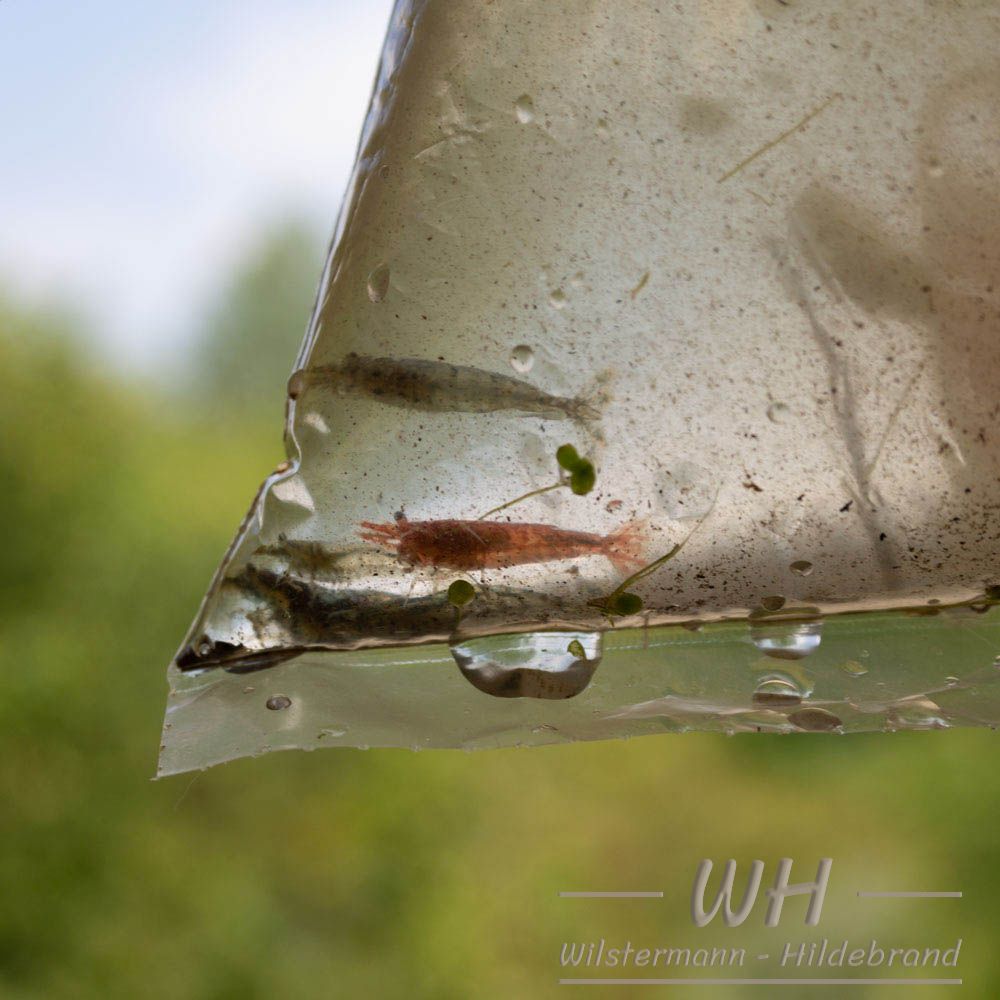 Neocaridina davidii ist überall entlang der Ufer leicht zu fangen.