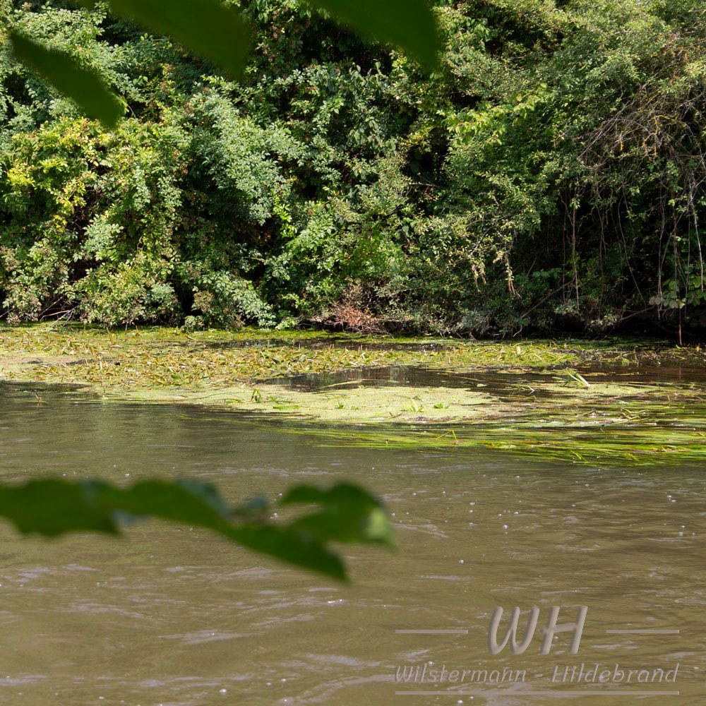 Potamogeton natans, Sparganium, Vallisnerien, Muschelblume und Wasserlinsen