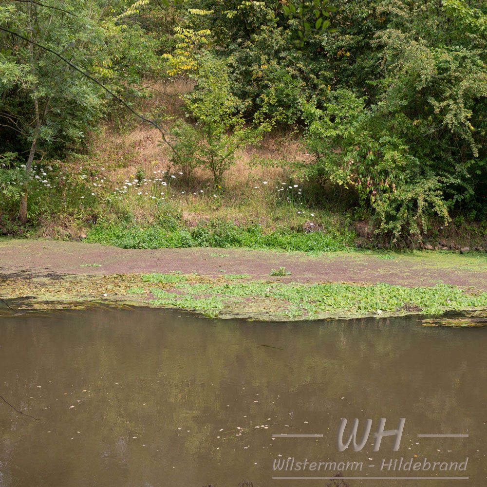 Azolla und Pistia an Ufern der Erft unter der Frimmerdorfer Höhe.