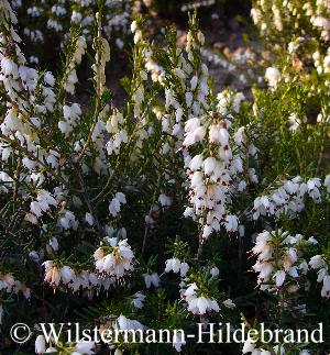 blühende Erica