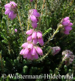 blühende Glockenheide