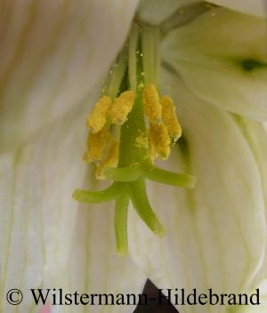Narben und Pollensäcke einer Schachbrettblume