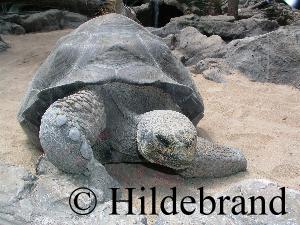 Galapagosschildkr&Ouml;te im Loro Parque