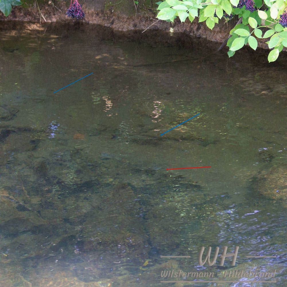 Doebel (blaue Pfeile) und Tilapia-Hybride (roter Pfeil)
