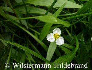 Blüte von H. angustifolium