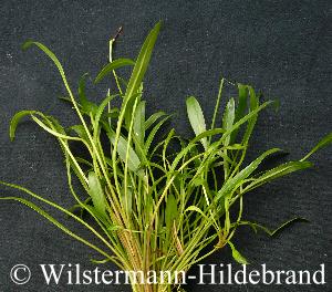 Blätter von Helanthium latifolius