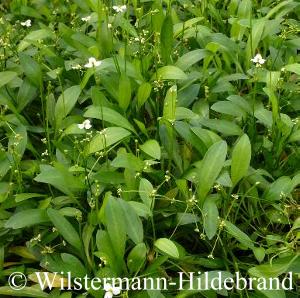 Helanthium_magdalenensis Laub