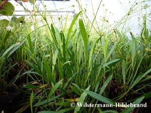 Überwasserform von Helanthium tenellum