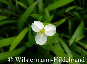Blüte von Helanthium tenellum