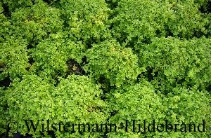 Hemianthus callitrichoides Hemianthus callitrichoides