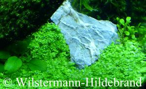 als Bodendecker im Aquarium