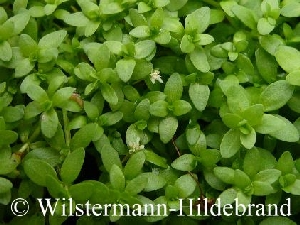Heminathus_micranthmoides Heminathus_micranthmoides