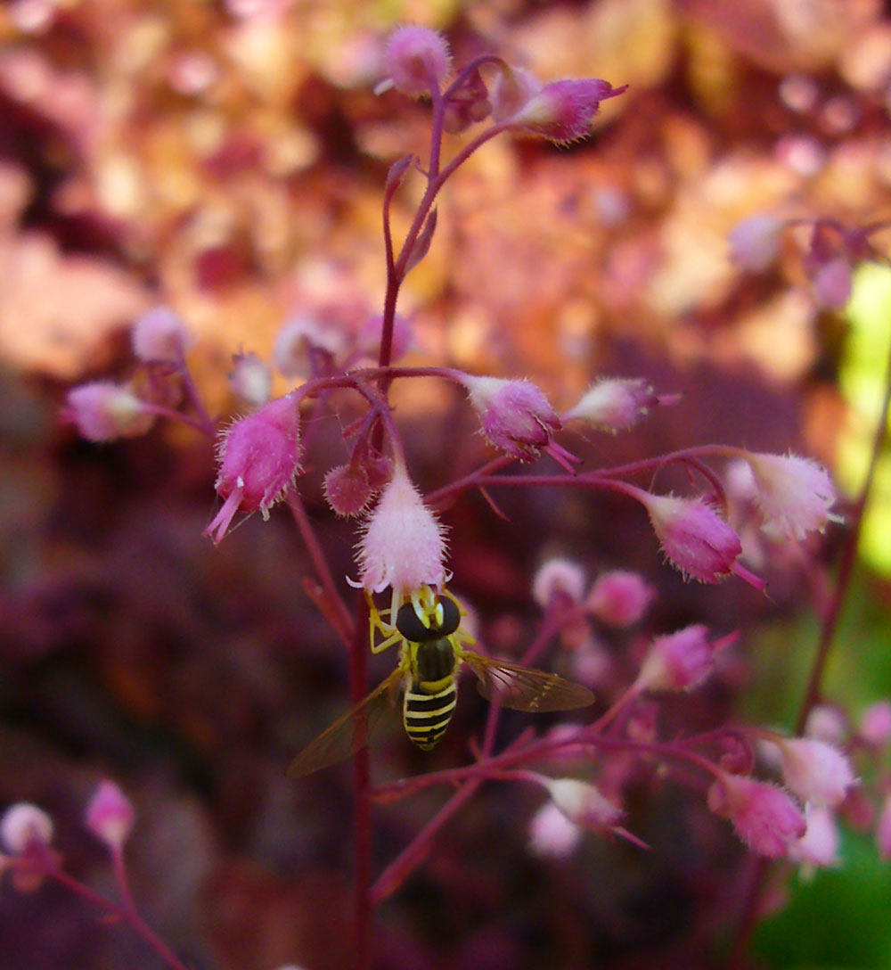 Schwebfliege an der Blüte einer Heuchera