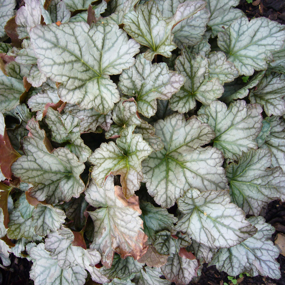 Heucherella Quicksilver