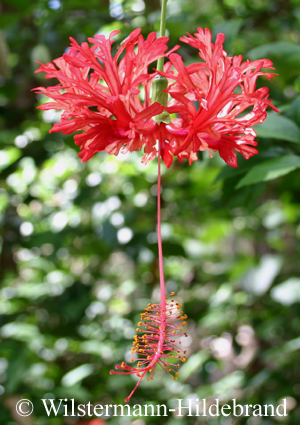 Blüte von Hibiscus schizopetalus
