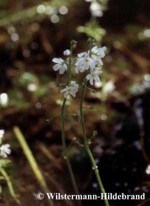 Blüten