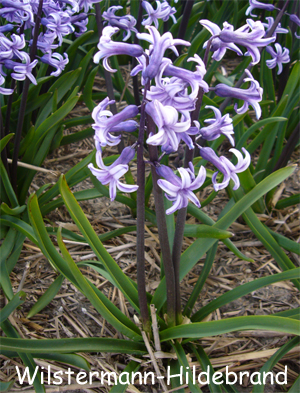 Multiflora Anastasia