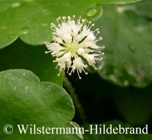 Blüten vom Brasilianischen Wassernabel