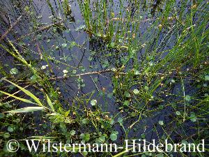 Wassernabel in einem Teich