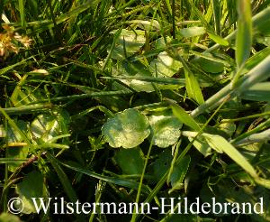 Wassernabel am Ufer