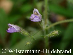 Blüten von Hygrophila cf. angustifolia