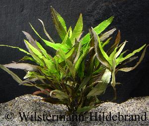 Langtagform von Hygrophila cf. angustifolia