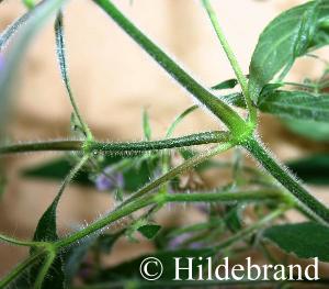 Behaarung an den Stängeln von Hygrophila cf. angustifolia