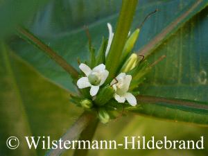 Blattquirl von Hygrophila costata