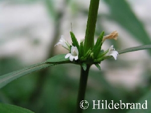 Blütenstand von Hygrophila costata