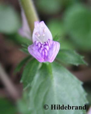 Blüte von Hygrophila difformis