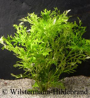 Hygrophila difformis