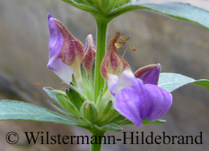 Büten von Hygrophila odora