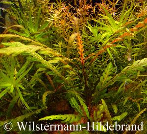 Unterwasserform von Hygrophila pinnatifida