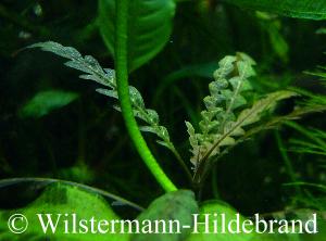 Detailaufnahme von Hygrophila pinnatifida