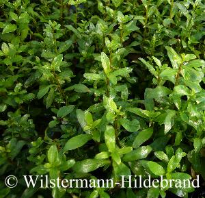 Hygrophila polysperma