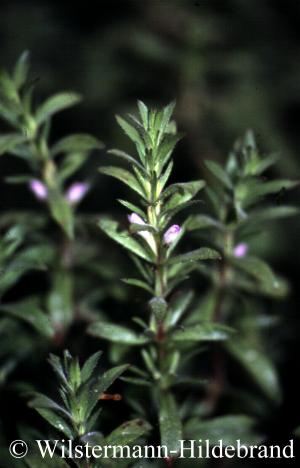 Blütenstand von Hygrophila polysperma