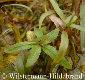 braune Form von Hygrophila polysperma