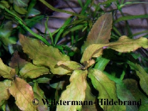 Hygrophila polysperma