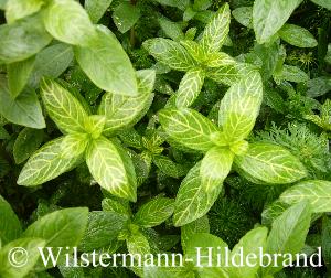 Überwasserform von Hygrophila polysperma Rosae