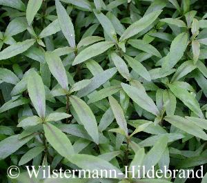 Hygrophila polysperma schmal und braun