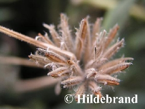 Früchte von Hygrophila salicifolia