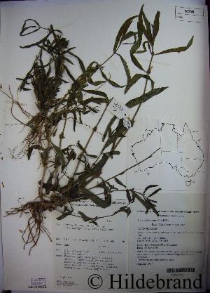 Hygrophila angustifolia Herbar