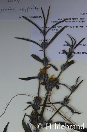 Blüten von Hygrophila salicifolia angustifolia