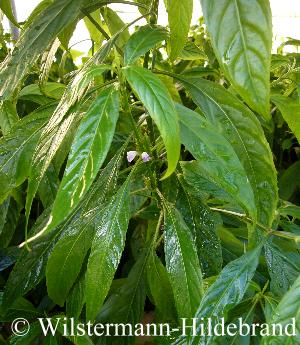 Hygrophila salicifolia grün und breit