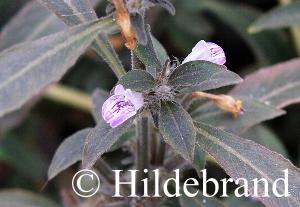 Blüten der dunkellaubigen Form von Hygrophila salicifolia
